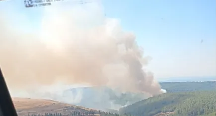 İzmir Menderes'te orman yangını