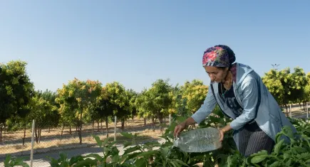 Kadifekale’de mahalle bostanında hasat zamanı geldi