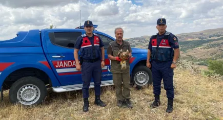 Yaralı kızıl şahin doğaya salındı  