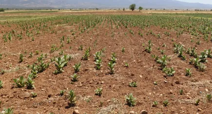 Kuraklığın yaşandığı Barza Ovası yardım eli bekliyor