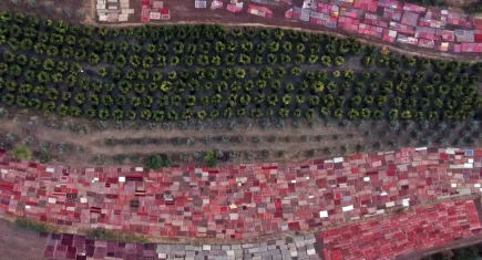 Antalya’da tarlada milyonluk halı nöbeti