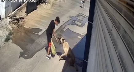 Beslemek isterken saldırya uğradı: Küçük çocuk sokak köpeğinden elini zor kurtardı