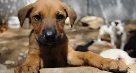 Yeni yasa teklifine tepkiler büyüyor: Tecavüz eden insan, hesap veren köpek
