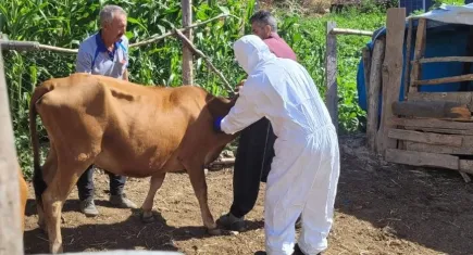 Adana'da şarbon hastalığı paniği