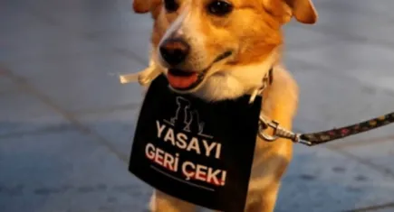 Sokak hayvanlarına yönelik yasa teklifinde “ötenazi” ibaresi metinden çıkarıldı
