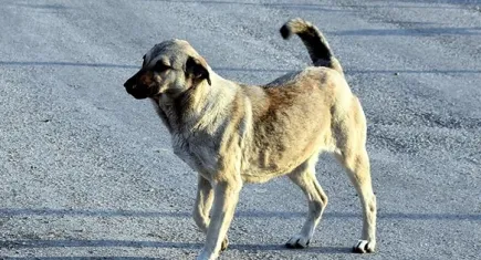 AK Parti Sözcüsü Çelik’ten sokak köpeklerine ilişkin açıklama: Sokaklarımızın güvenli hale gelmesidir arzumuz. Bu yasanın da amacı budur