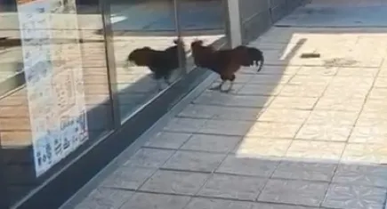 Horoz markete giremeyince sinirini böyle çıkardı