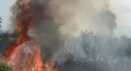 İznik Gölü'nde sazlık yangını