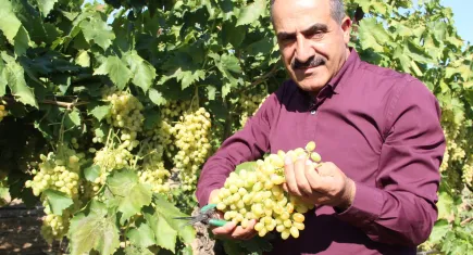 Sultani çekirdeksiz sofralık üzüm ihracat yolcusu