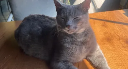 İstanbullu kedi esnafı canından bezdirdi