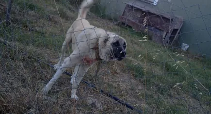 Bursa’da Kangal köpeği saldırısı: Tarlasını sulamaya giderken ölümden döndü