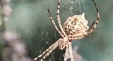 Dünyanın en zehirli örümceği o şehirde görüldü!