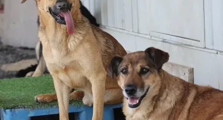 Karaburun Belediyesi’nden sokak köpekleri için ücretsiz bakım desteği