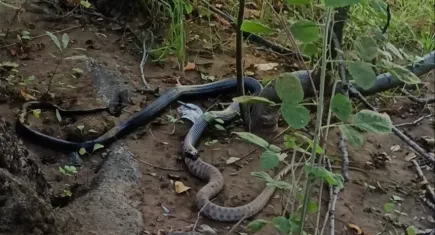 Tunceli’de ilginç anlar: Siyah yılan, engerek yılanını yuttu