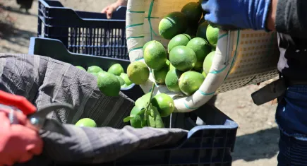 Adana limonu bu sene hem iç hem de dış piyasaya yetecek
