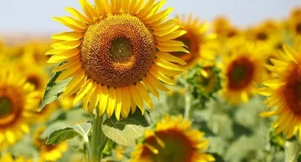 Yağlık ayçiçeği tohumu ve ham ayçiçeği yağı ithalatında tarife kontenjanı açıldı