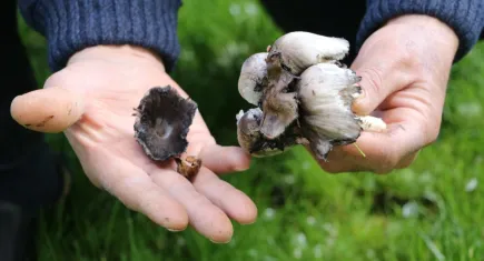 Karadeniz'de mantar zehirlenmeleri artıyor