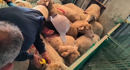 Bu sefer hırsız değil küçükbaş hayvanlar yakalandı