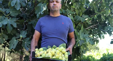 İzmir'de incirin kilosu ne kadar oldu?