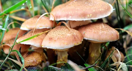 Mantar zehirlenmelerinde korkutan artış: karadeniz bölgesi tehlike altında!