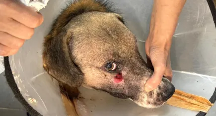 Alkollü şahsın vurduğu köpeği Hande Yener sahiplendi