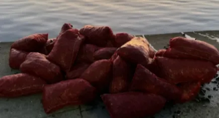 1 ton kaçak midye ele geçirildi