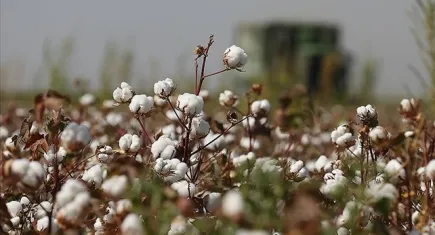 Pamuk üreticilerine sıcak hava çağrısı!