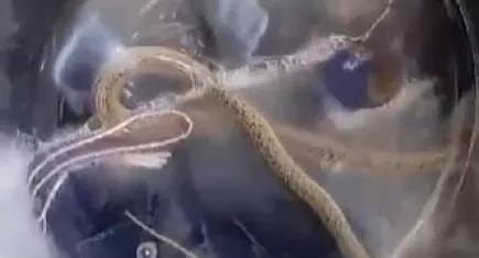 Çamaşır makinesinin içine yılan girdi: Çamaşırlarla birlikte yıkandı!