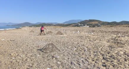 Caretta yavruları denize ulaşmaya çalışırken plastik bardakların içinde telef oluyor