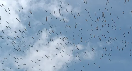 Tekirdağ'da leyleklerin göçü