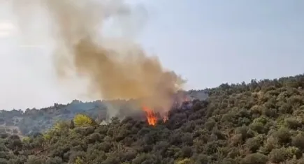 Bursa'da zeytinlik alanda yangın
