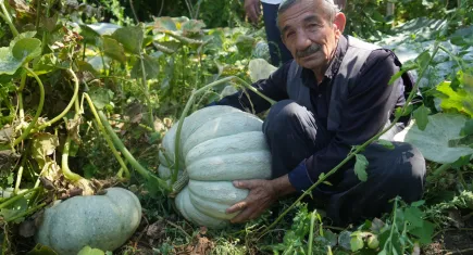 50 kilogramlık bal kabağı görenleri hayrete düşürüyor!