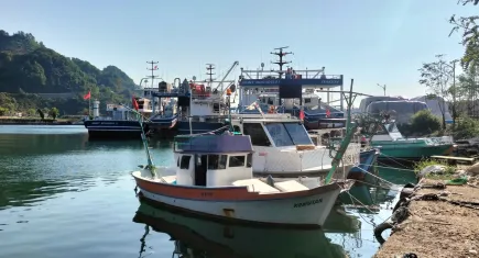 Balıkçılar palamuttan umutlu