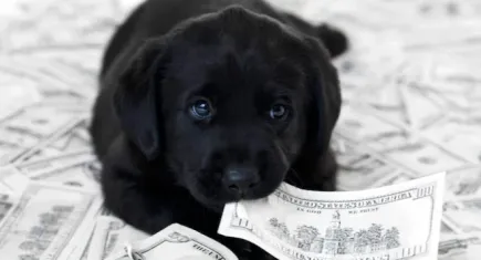 Ekonomi bir köpeğin anlayabileceği kadar kolay mı?