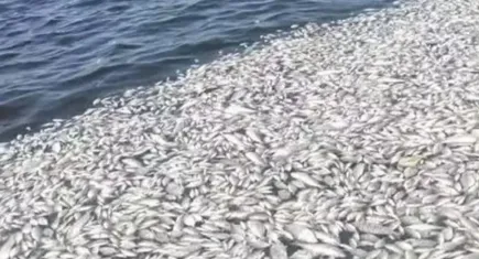 AK Parili Kırkpınar: Körfezde siyaset yok, bilim var