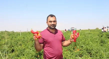 Tarladaki acı biberin hasadı devam ediyor