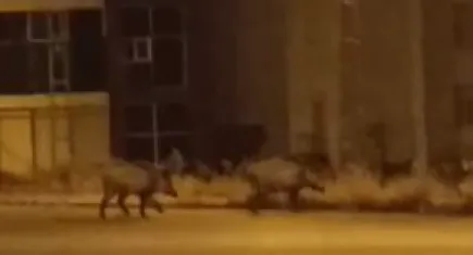 Şehir merkezinde domuz sürüsü