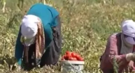 Salçalık domatesin kilosu 2 liraya satılıyor!