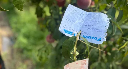 Ağaçtan şeftali alan gencin bıraktığı not yürekleri ısıttı