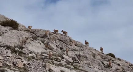 Erzincan’da dağ keçileri götüntülendi