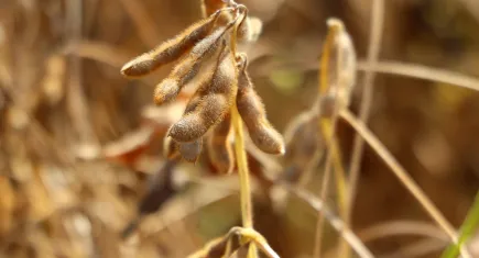 Adana'da soya hasadı