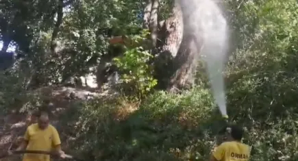 Muğla'da antenli böcek mücadelesi