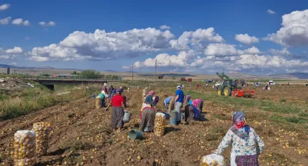 Çorum'da ücretsiz patates