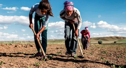 Tarım sektöründeki yoğun sömürü ve kız çocukları… Ölüm oranı artıyor!