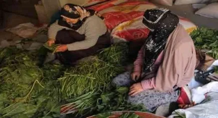 Baybur'ta turşular hazırlanıyor