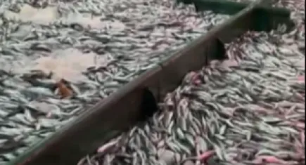 Çanakkale’de tek seferde 30 ton sardalya avı