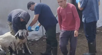 Küçükbaş hayvanlar salgın hastalıklara karşı aşılanıyor