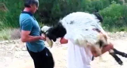 Denizli'de keçiler kurşunlandı: Hayvanlar acı içinde son nefesini verdi