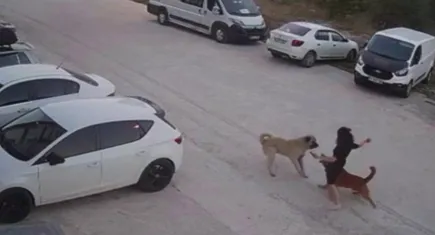 Köpeğini sokak köpeklerinden korumak için kendini siper etti!