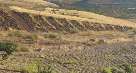 Adıyaman'da çizgili sırtlan